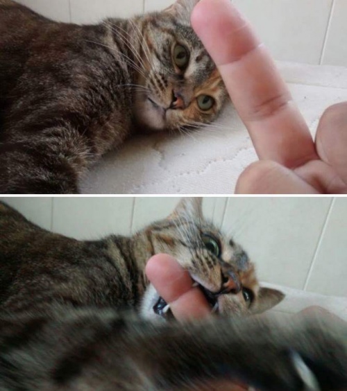 Котовторник