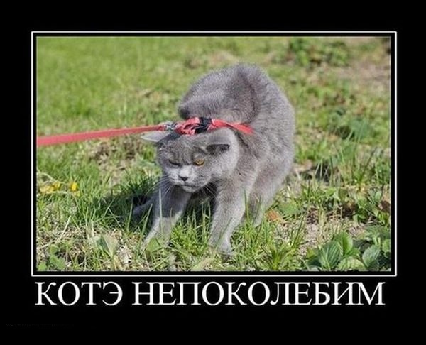 Картинки, СМСки из вашего тырнета