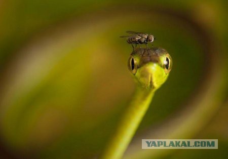 Картинки