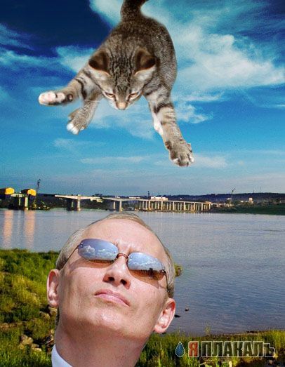 Вторничный котомёт