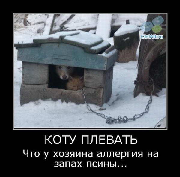 Демотиваторы