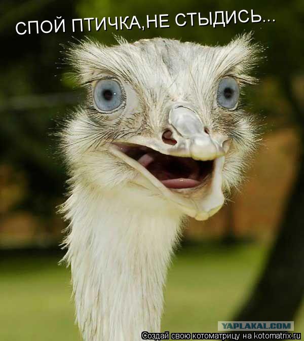 Видеообращение Пашкету