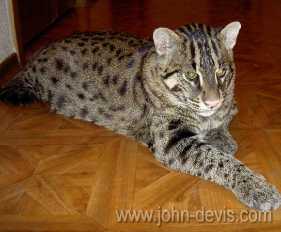 Топ 10 самых любимых и популярных пород кошек