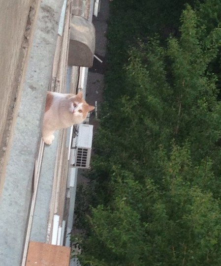 Коты и Кошки