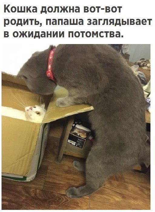 Коты и Кошки