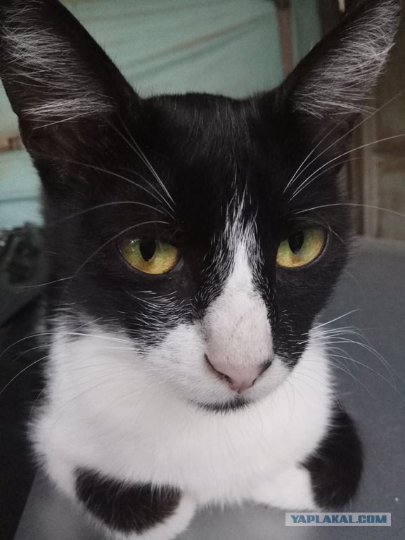 Котовторник 1.08.17