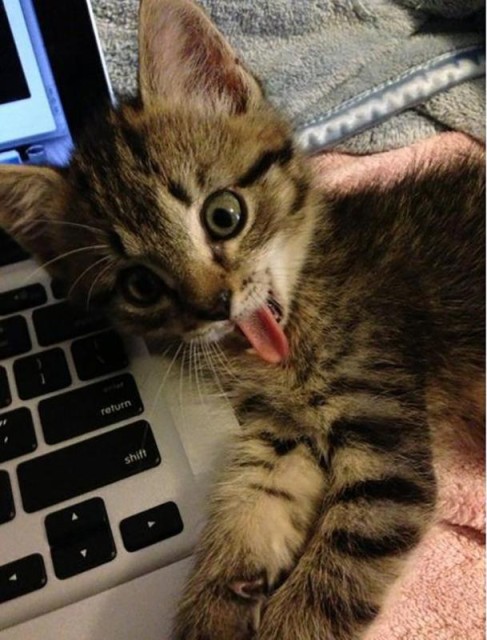 Коты и Кошки