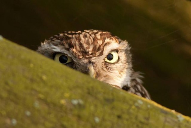 Лажа с женой II