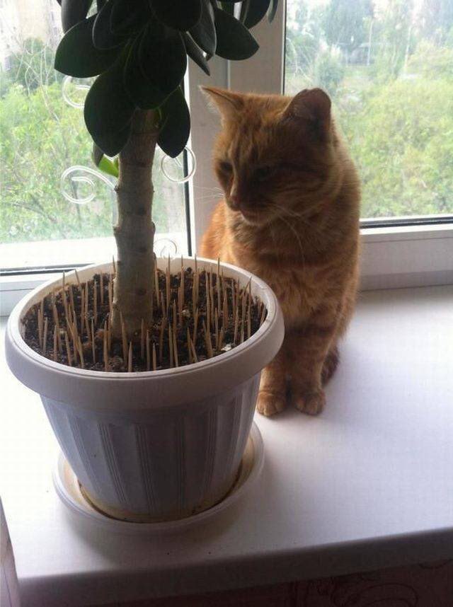 Коты и Кошки