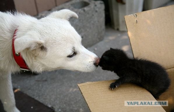 Коты на вторник на ЯПлакалъ (07.10.2008)