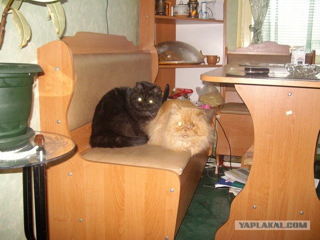 Вторничный котометъ на ЯПлакалъ