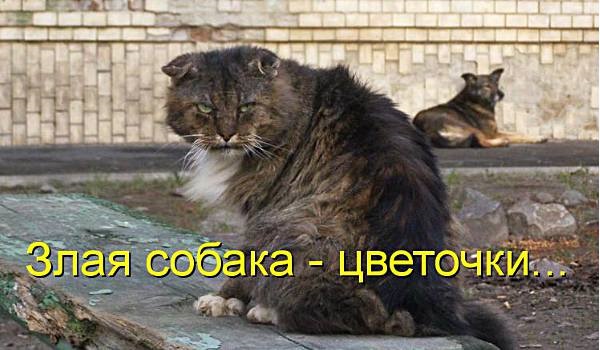 Петербуржец прыгнул в речку Мойку, чтобы достать тонущего кота