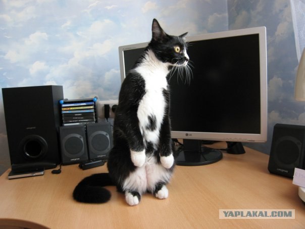 Котовторник