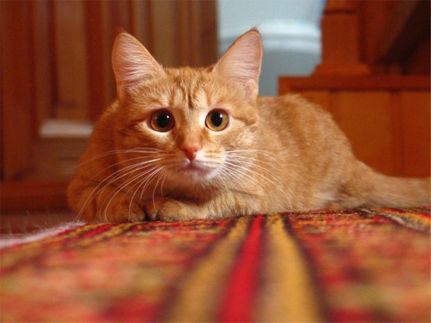 Котовторник на 29 июня
