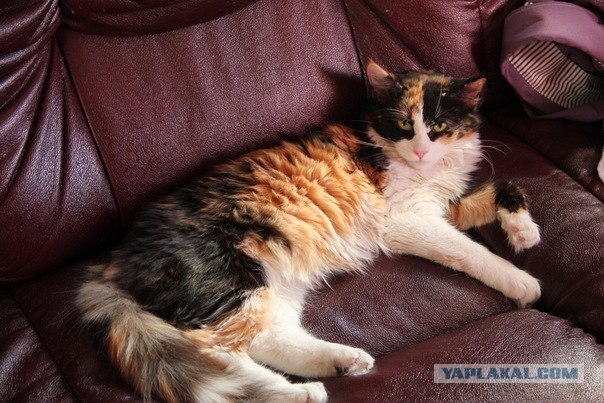 Котовторник!
