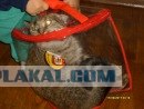 Десантный котовторник