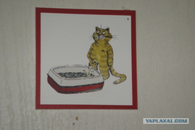 Котовторник! 08.11.11