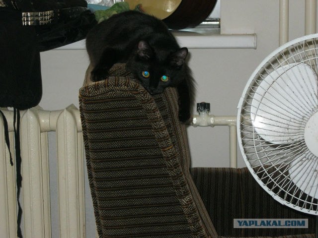 Котовторник! 13.03.2012