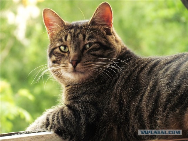 Котовторник 20.03.2012