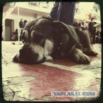 Собакочетверг