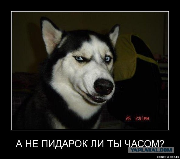 Однажды на выставке собак