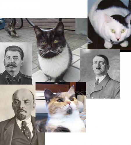 Кошка Люси Лью