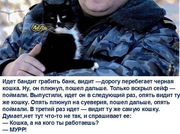 Картинки с надписями и коты, много котов