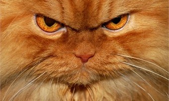 Очень чистоплотная кошка
