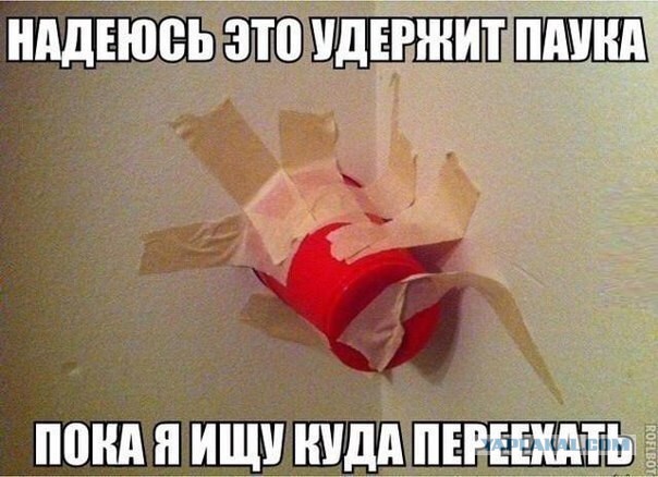 Мизгирь: Единственный русский тарантул — настоящий монстр!