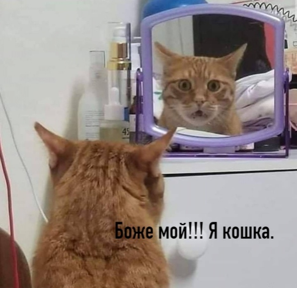 Чуток картинок не про вирус  18.0.  Животные