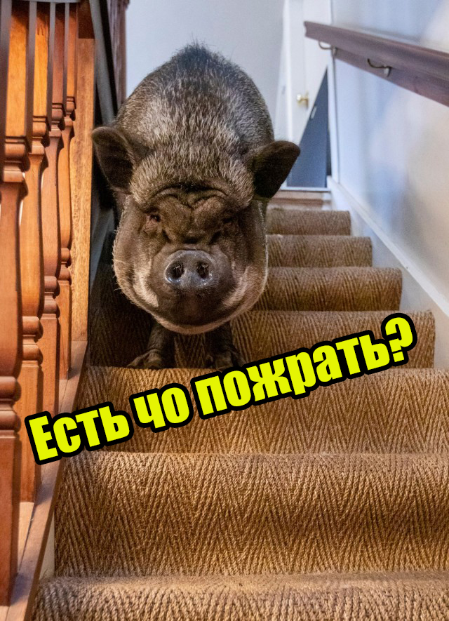 130-килограммовая свинья живет в доме и спит в запасной спальне, так как на улице ей слишком холодно