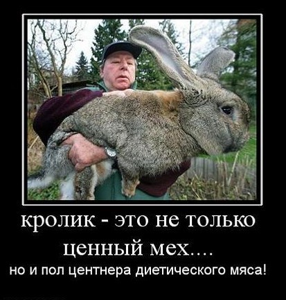 Вот же жадная хозяйка, пожалела капустки зайке!