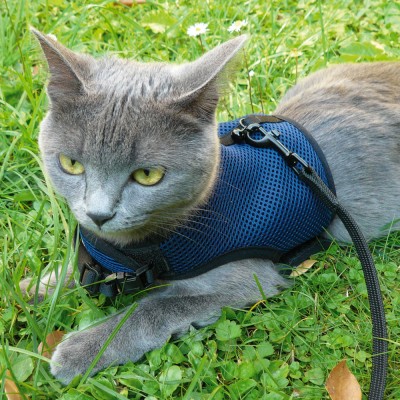 Жизнь домашнего приюта для котеек 399