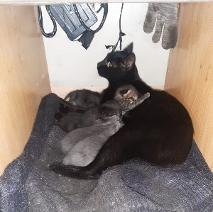 На котовторник