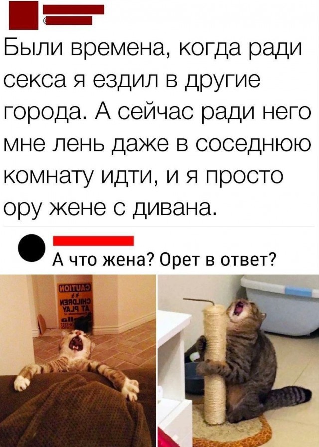 Весёлый полтишок 25.12.24