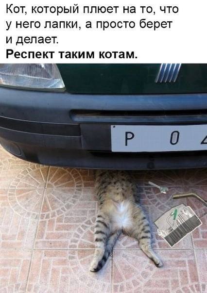 К котовторнику: подборка картинок-баянов с котиками и про котиков. Выпуск 6