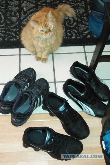 Котовторник 25.06.2013