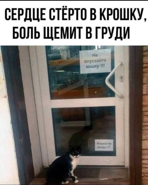 Это не коты, а профессиональные спецагенты!