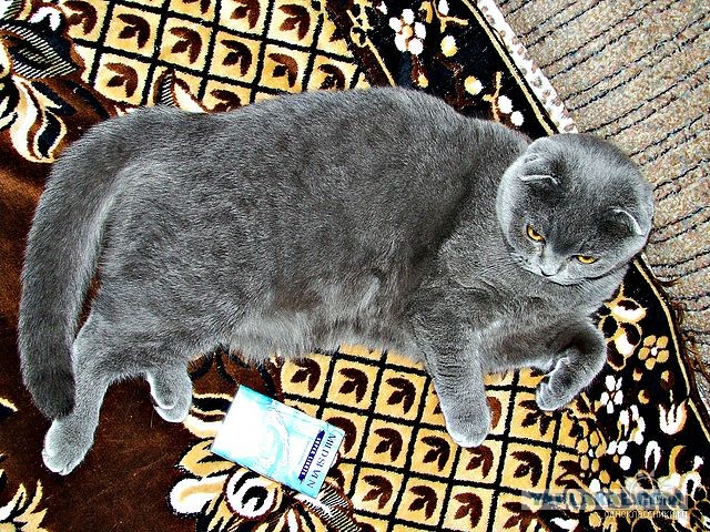 Кот ушел на радугу