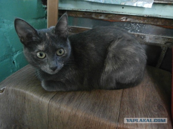 Котовторник 17.09.2013