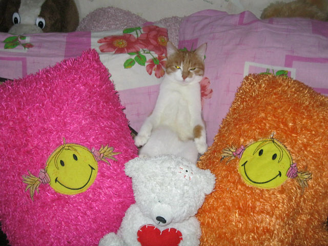 Котейка, который не знает как лежат котейки