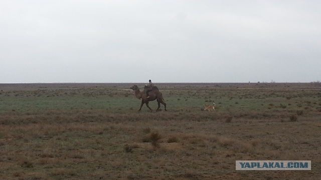 Назарбаев:островитяне не имеют права указывать нам
