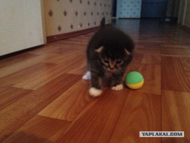 Как я вскармливал котенка без кошки