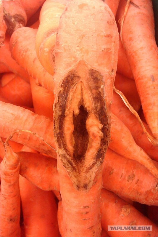 Морковка - Мальчик