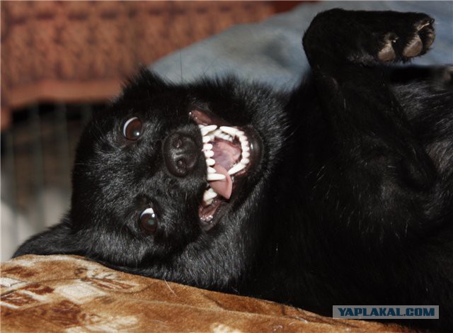 Мой малый друг Мухтар