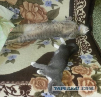 Котовторник 7.10.2014