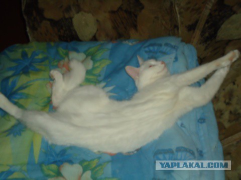 Котовторник на вторник, Котовторник