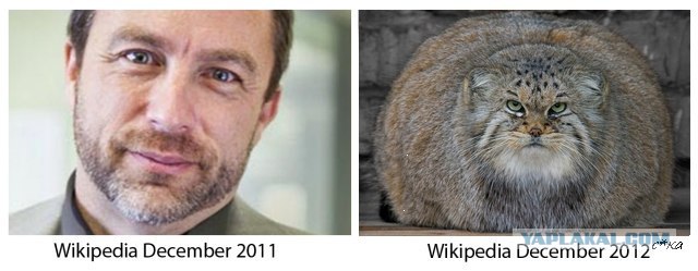 В 2012 Wikipedia наберет больше денег