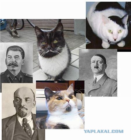 Весёлое из сети