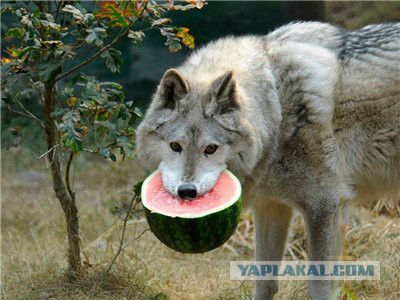 Волк лошара